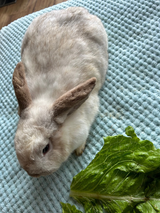 Holland Lop in Small Animals for Rehoming in Peterborough