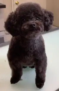 Dog Grooming - Hanna's Hair Clips