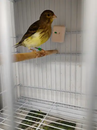 Young Fife Male Canary, View more