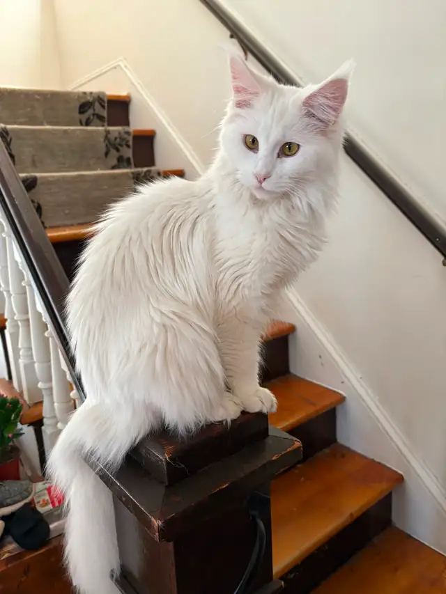 MAINE COONS in Cats & Kittens for Rehoming in New Glasgow - Image 4