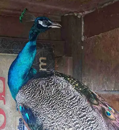Mature Peacock, View more
