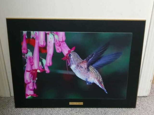 Hummingbird picture in Arts & Collectibles in Abbotsford