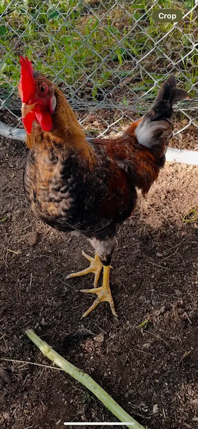 3 free young roosters  . , View more