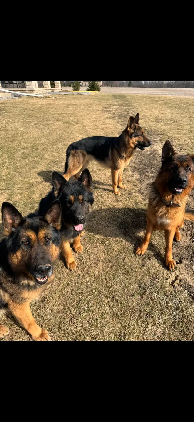 German Shepherd CKC Puppies  in Dogs & Puppies for Rehoming in Hamilton - Image 11