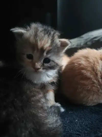 kittens !!, View more
