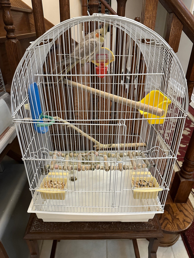 Female Cockatiel with Cage in Birds for Rehoming in Oshawa / Durham Region - Image 2