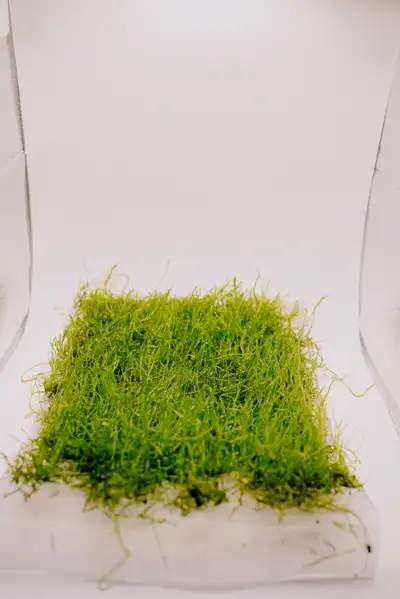 Java Moss Carpet, View more