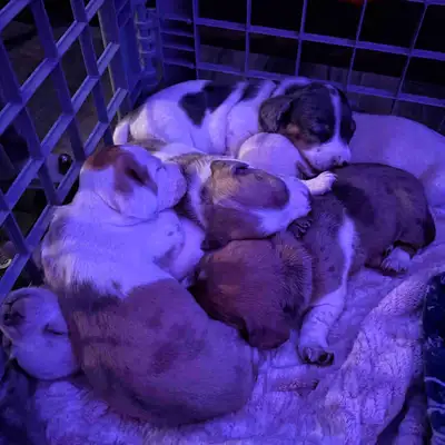 Valentine’s Day puppies, View more