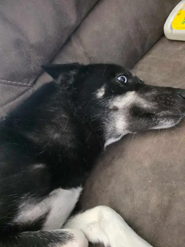 Looking for apartment