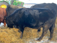 black heifers