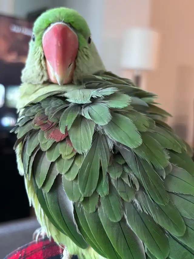  UPDATE: OUR PARROT HAS BEEN FOUND! ❤️