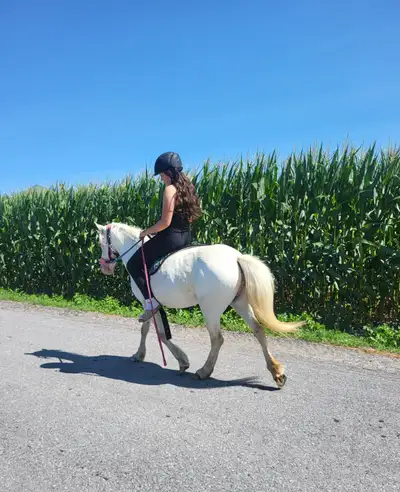 Pony  forsale, View more