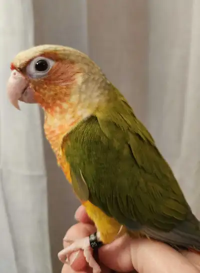 16 week old Male Pineapple Conure , View more