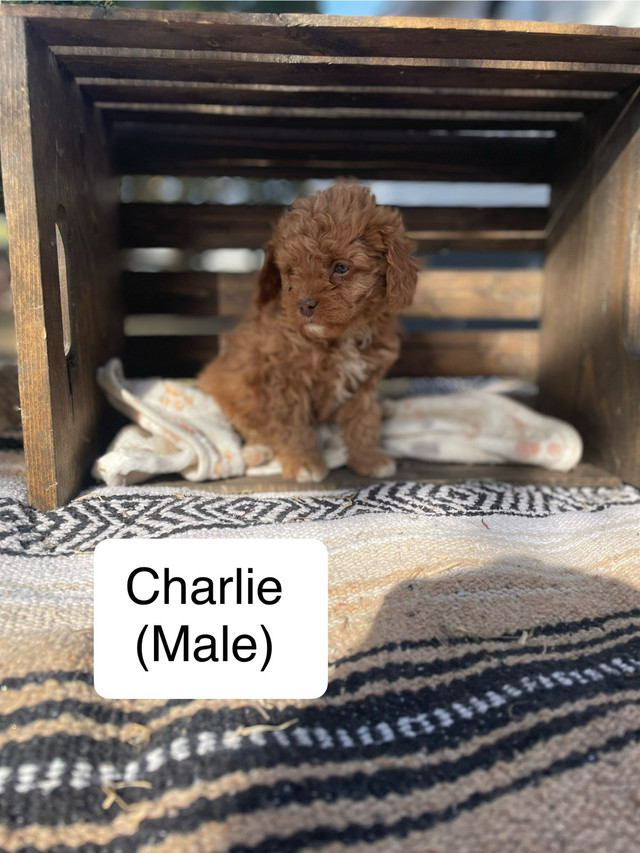 Cavapoo Puppies- 1 male, 6 female in Dogs & Puppies for Rehoming in Saskatoon - Image 2