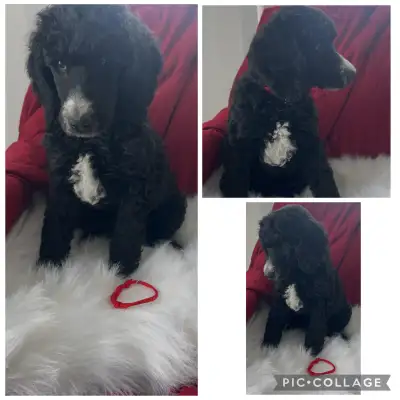 Standard Poodle Puppies ♥️♥️, View more