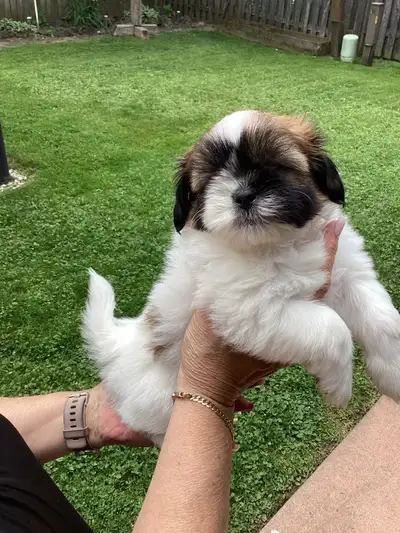 Beautiful Shih Tzu Puppies, View more