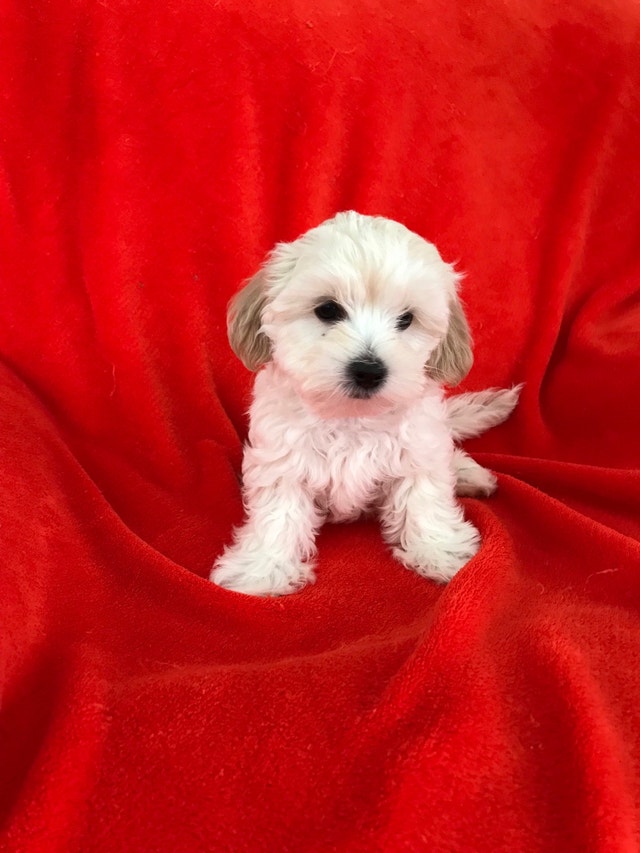Adorable Toy Poodle & Toy Maltese Dogs & Puppies for Rehoming St