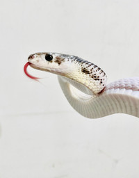 White sided Black Rat Snake (licorice Rat snake)