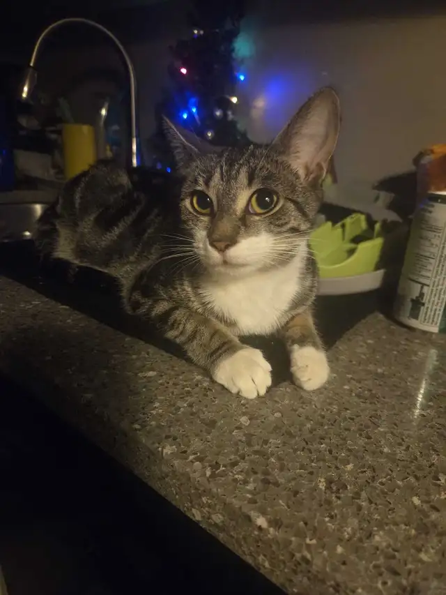 cat/kitten | Cats & Kittens for Rehoming | Hamilton | Free local ...