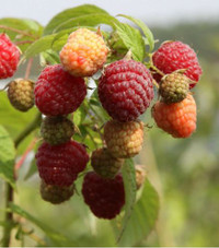 Raspberry plants   Everearing Heritage