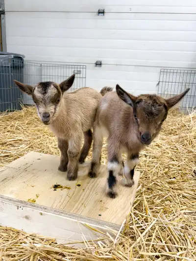 Nigerian Dwarf Goats, View more