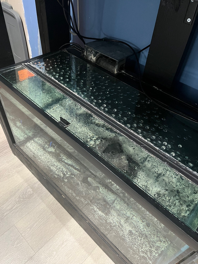 50 gallons Aquarium for sale in Fish for Rehoming in Calgary