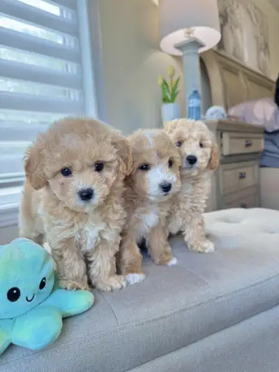 Top Quality Bichon Toy Poodle Puppies, View more