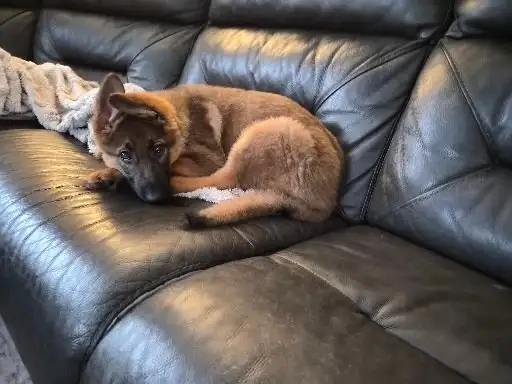 Berger allemand de 4 mois in Dogs & Puppies for Rehoming in Laurentides - Image 3