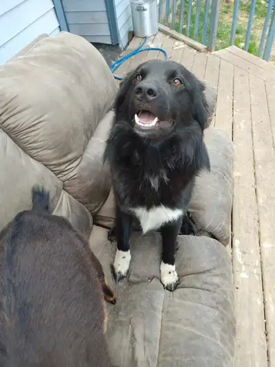This is Gunner. Approx 2 years of age. UTD on vaccines but unneutered. Great with chickens, geese an...