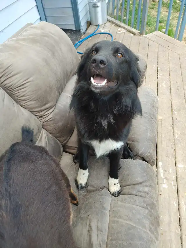 Guardian, Family dog in Dogs & Puppies for Rehoming in Edmonton - Image 2