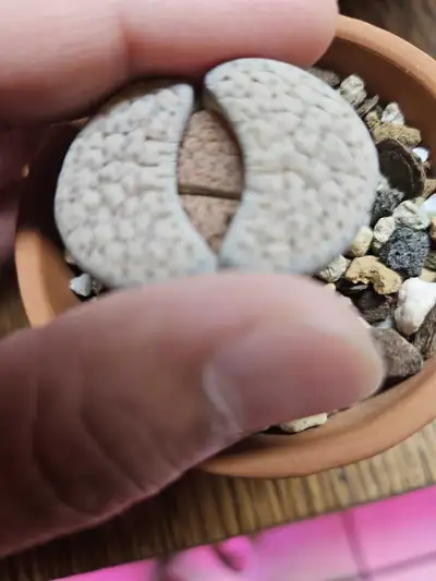 lithops - #2, View more