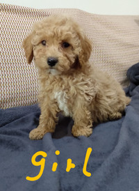 Toy / mini poodle puppies 