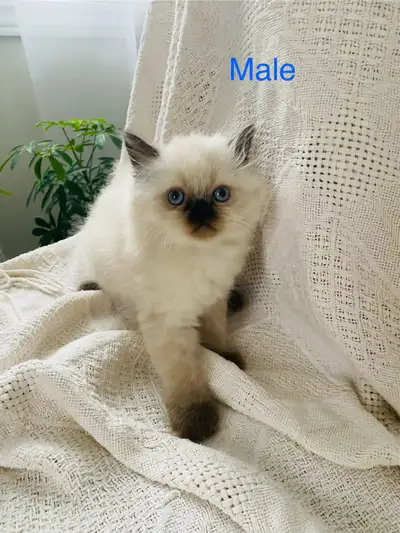 Himalayan kittens , View more