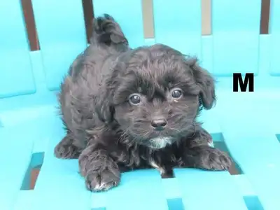 Shipoo puppies  for sale , View more