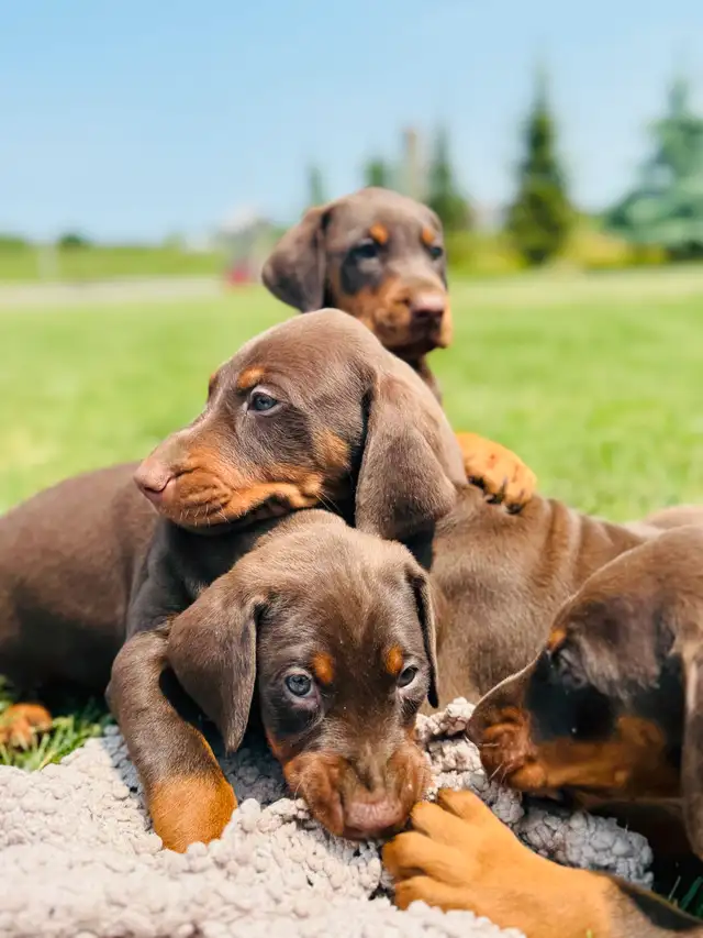 European Doberman Puppies in Dogs & Puppies for Rehoming in Hamilton - Image 3