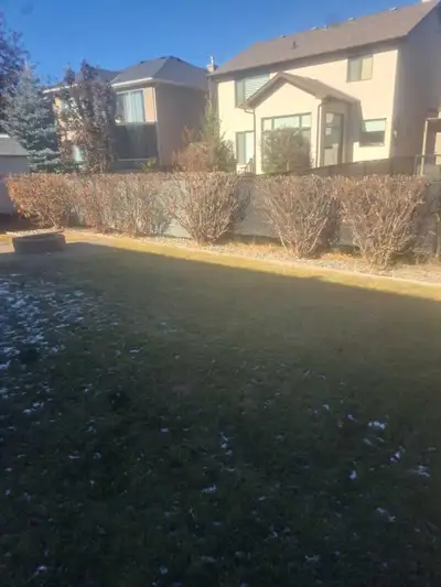 Tree pruning and yard clean up for fall, View more