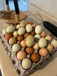 Hatching eggs 