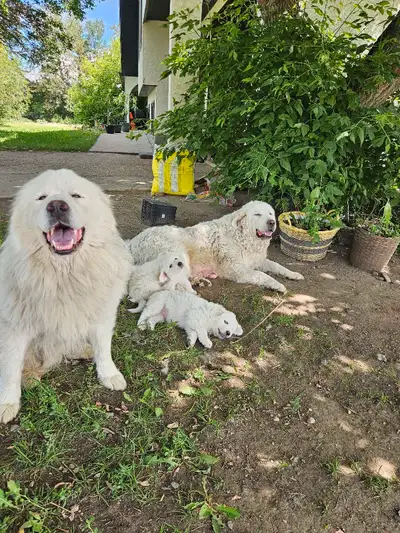 PUREBRED MOUNTIES GREAT PYRENEES PUPPIES , View more