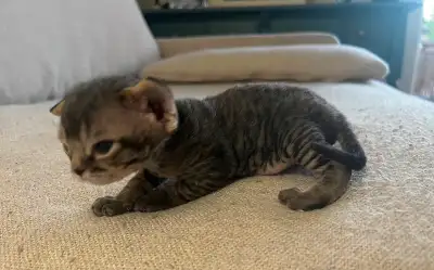 Devon Rex Kittens, View more