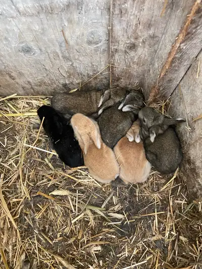 Born June 16th. Almost ready to find there forever homes (Mom is black in four picture and Dad is si...