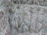 2nd cut grass hay