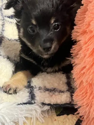 Exciting Litter of Long Hair Chihuahuas ONLY 2 Left, View more