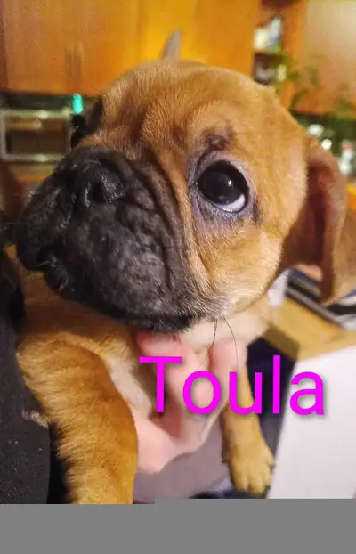 Ready to go just before Christmas, December 15 75% french bulldog 25%Pug 3 boys 2 girls Toula - Red...
