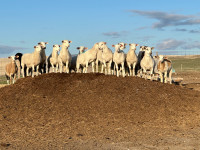 Katahdin ewe lambs 