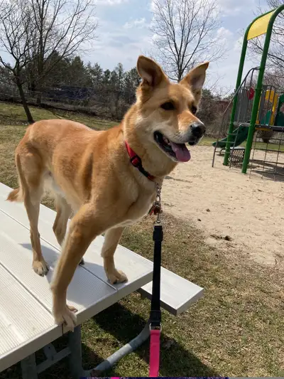 German Shepherd / Lab Mix Beautiful Dog re-homing, View more