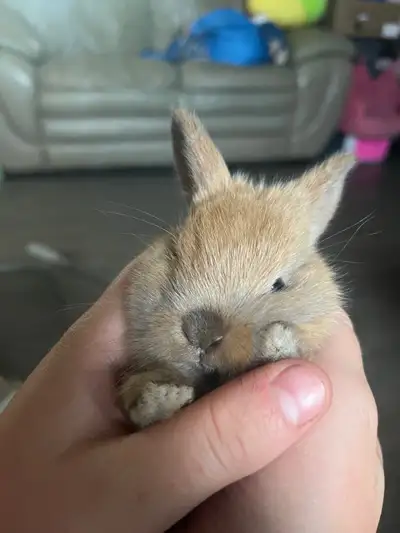 Fall Bunny Sale, View more