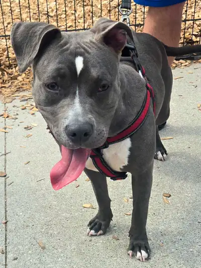Female 9 months looking for a home She's potty trained and has been raised around children. Can't ke...
