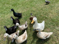 Fertilized duck eggs 