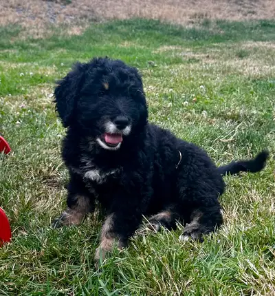 F2 Bernedoodle Puppies, View more