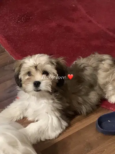 3 months old Shitzu puppies, View more